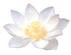 lotus-w.gif (12774 bytes)